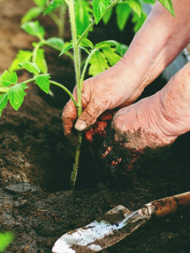 As árvores perfeitas para plantar na primavera e colher em pouco tempo