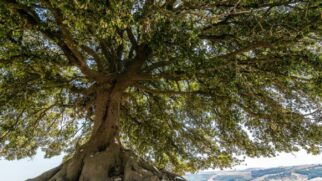 Essa árvore cresceu em um ambiente extremamente rigoroso