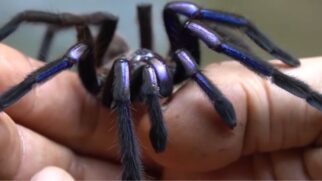 O aracnídeo surpreende pelo habitat incomum e pela coloração rara na natureza
