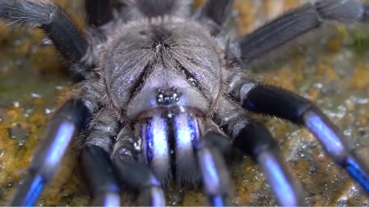 Espécie inédita de tarântula azul é descoberta na Tailândia