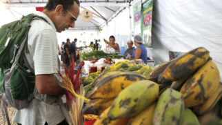 Entenda como um fungo silencioso está colocando em risco o futuro da fruta mais consumida no Brasil e no planeta.