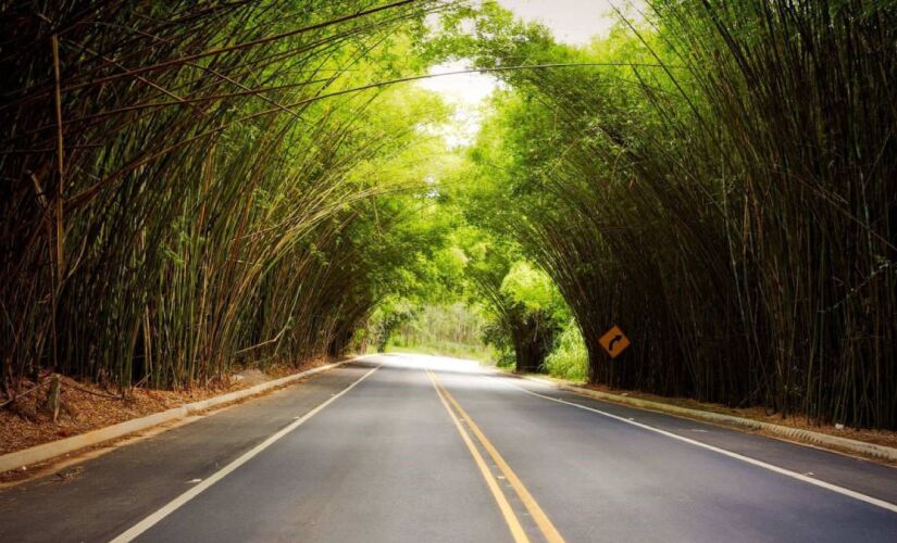 Cidade charmosa perto de SP tem um túnel de bambus que encanta visitantes