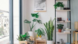 Planta é ideal para dar frutos dentro do apartamento o ano todo