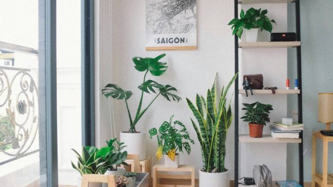 Planta é ideal para dar frutos dentro do apartamento o ano todo