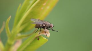 Descubra como montar um jardim perfumado que também protege sua casa contra mosquitos