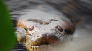 Sucuri-verde compete com pitón-reticulada tailandesa pelo título de maior do mundo