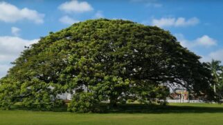 A árvore fica perto da entrada do Parque Roberto Burle Marx