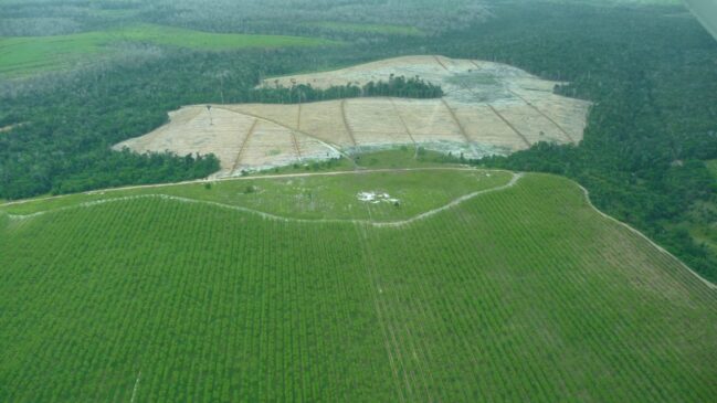 Cultivo agrícola dobrou de área desde 1985 e hoje ocupa um terço da produção no bioma