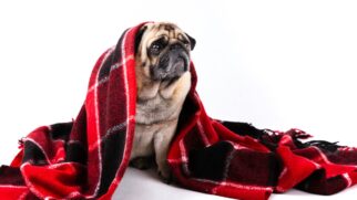 Nem todos os cães reagem da mesma forma ao frio. Observar o comportamento do pet e manter um diálogo constante com o veterinário é a melhor forma de garantir uma rotina segura e saudável.