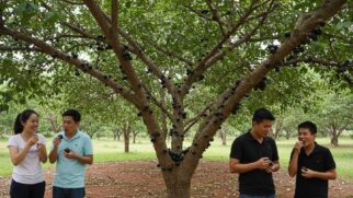 Maioria dos moradores possuem pelo menos um pé de jabuticaba