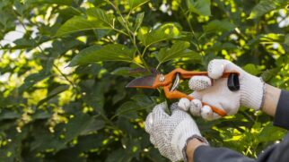 A poda contribui para a saúde das flores e facilita a hibernação ou brotação