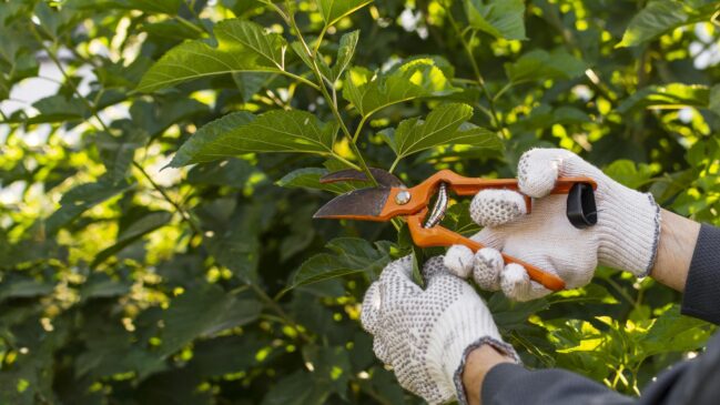 A poda contribui para a saúde das flores e facilita a hibernação ou brotação