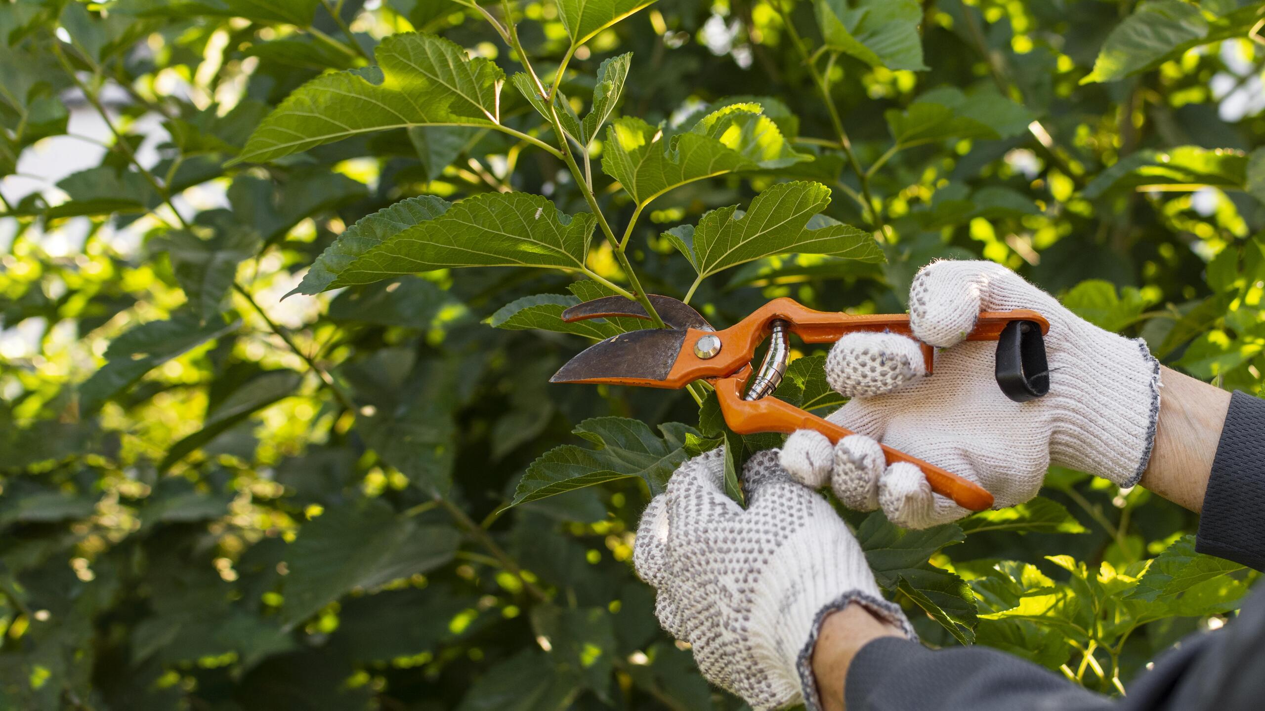 A poda contribui para a saúde das flores e facilita a hibernação ou brotação