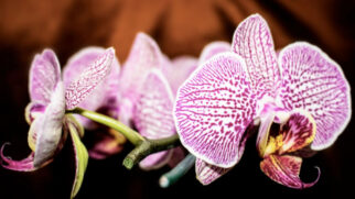 Entenda como adubar no momento certo e descubra o que realmente faz diferença no cultivo das orquídeas.