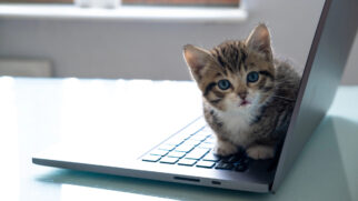 O teclado funciona como um tapete térmico aconchegante, perfeito para um cochilo