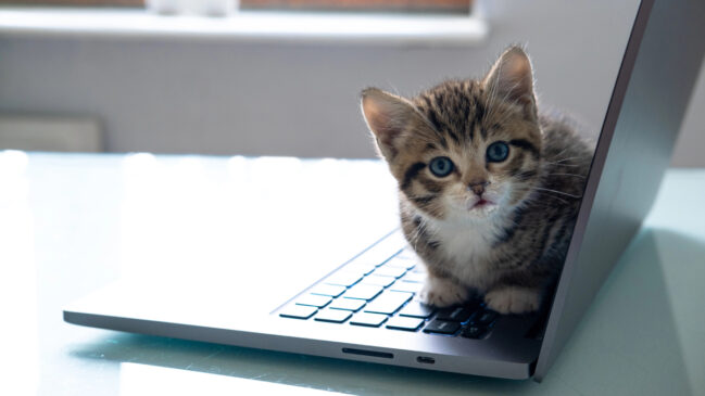 O teclado funciona como um tapete térmico aconchegante, perfeito para um cochilo
