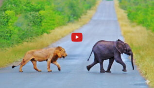 Turistas testemunham momento tenso entre elefante e predadores na África do Sul.