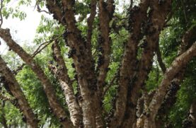 Feira gastronômica terá produtos derivados da jabuticaba
