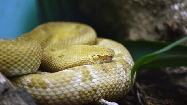 Pesquisador do Instituto Butatã revela quais são as cobras que só existem em ilhas brasileiras
