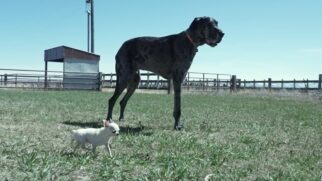 Cachorros tem mais de 90 centimetros de difereneça entre si