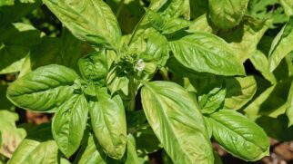 Existem plantas de fácil cultivo que podem afastar um dos problemas mais comuns para quem cuida de jardins