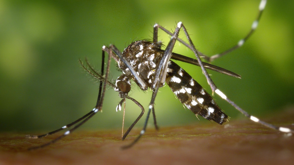 Dengue é a mais conhecida, mas o mosquito Aedes aegypti também é responsável pela transmissão da Zika e da Chikungunya