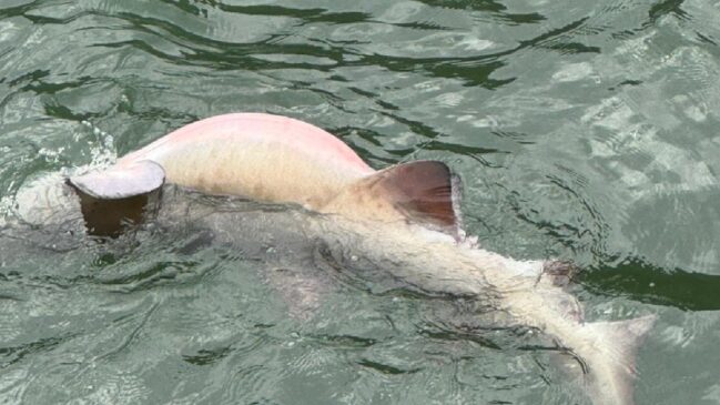 Espécie está na lista de animais marinhos ameaçados de extinção