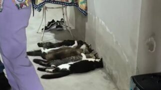 Pelo menos seis animais estavam desacordados no local, mas foram resgatados e socorridos