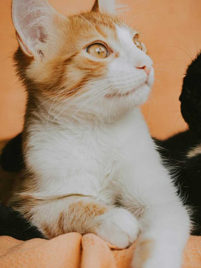 Cidade coloca robôs nas ruas para matar 6 milhões de gatos