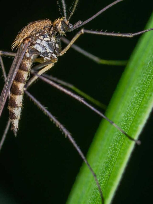 O único país do mundo onde não existem mosquitos nem formigas