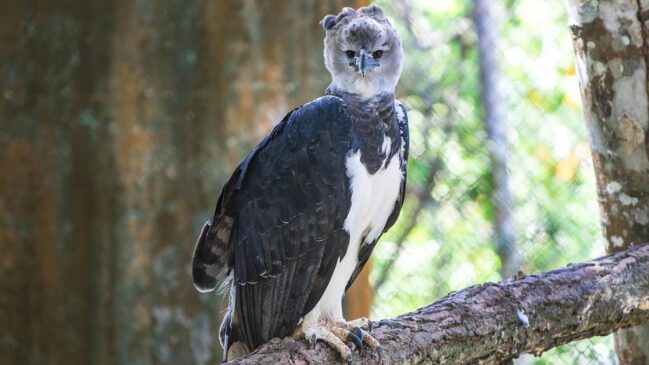Fotografia rara mostra harpia em seu habitat natural e evidencia resultados de duas décadas de pesquisa