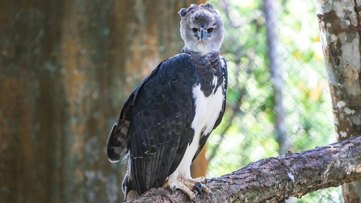 Fotografia rara mostra harpia em seu habitat natural e evidencia resultados de duas décadas de pesquisa