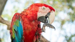 A evolução moldou os bicos das aves e por que essa estrutura é vital para a sobrevivência e ecologia
