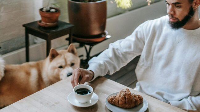 Cães podem ter fome constante por uma série de fatores
