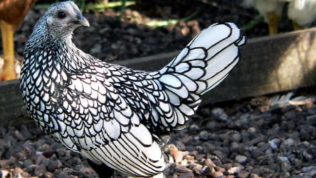 Pequena, elegante e rara: conheça a Sebright, a galinha ornamental que chama atenção pelo desenho único das penas