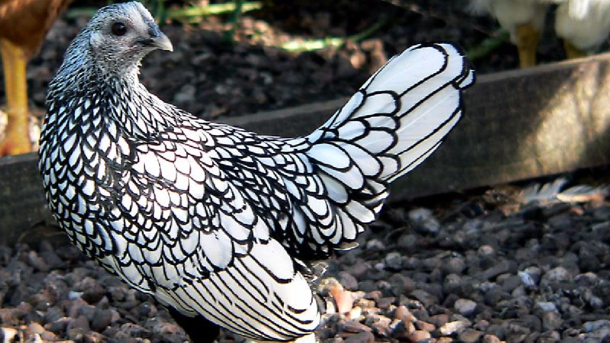 Pequena, elegante e rara: conheça a Sebright, a galinha ornamental que chama atenção pelo desenho único das penas