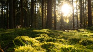 Ação da Visit Sweden une o bem-estar mental e físico com a cultura e natureza sueca