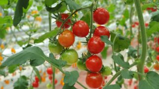 O tomate cereja precisa apenas de algumas horas de sol para crescer saudável