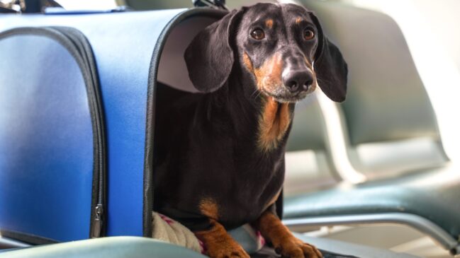 Muitos consumidores passaram a ter receio de usar os serviços aéreos para transporte de animais de estimação ou "pets" (expressão em inglês)