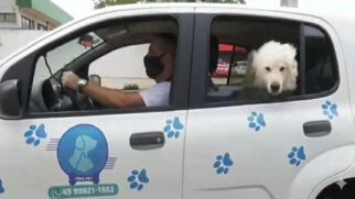 Chega de recusar corrida: conheça o serviço de motorista particular que leva cães e gatos com segurança, afeto e tranquilidade para o banho ou veterinário