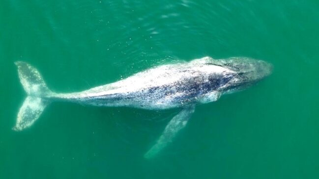 Baleia ficou na superfície do mar por toda a manhã e início da tarde de segunda