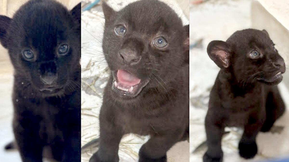 Batizados de Pequi, Baru e Tuquinha, o trio é composto por dois machos e uma fêmea