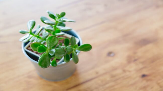 A planta de Jade é famosa pela sua facilidade no cuidado