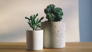 Estudos comprovam que sistema de cultivo sem solo pode economizar até 90% de água em comparação ao tradicional