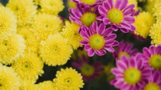 Ter um jardim colorido estimula o cuidado e a conexão com a natureza