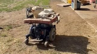 Kiki vive em um santuário em Massachusetts e aprendeu sozinha a manobrar a cadeira motorizada