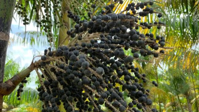 Produção de açaí avança em propriedades do interior paulista