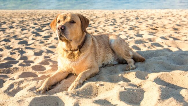 Da mesma forma que os humanos, os animais sofrem com a exposição excessiva ao sol