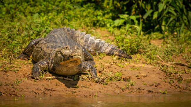 Jucelino era o nome do jacaré que inspirou o famoso post de 2014 e transformou a Lagoa da Pampulha em palco de uma lenda digital
