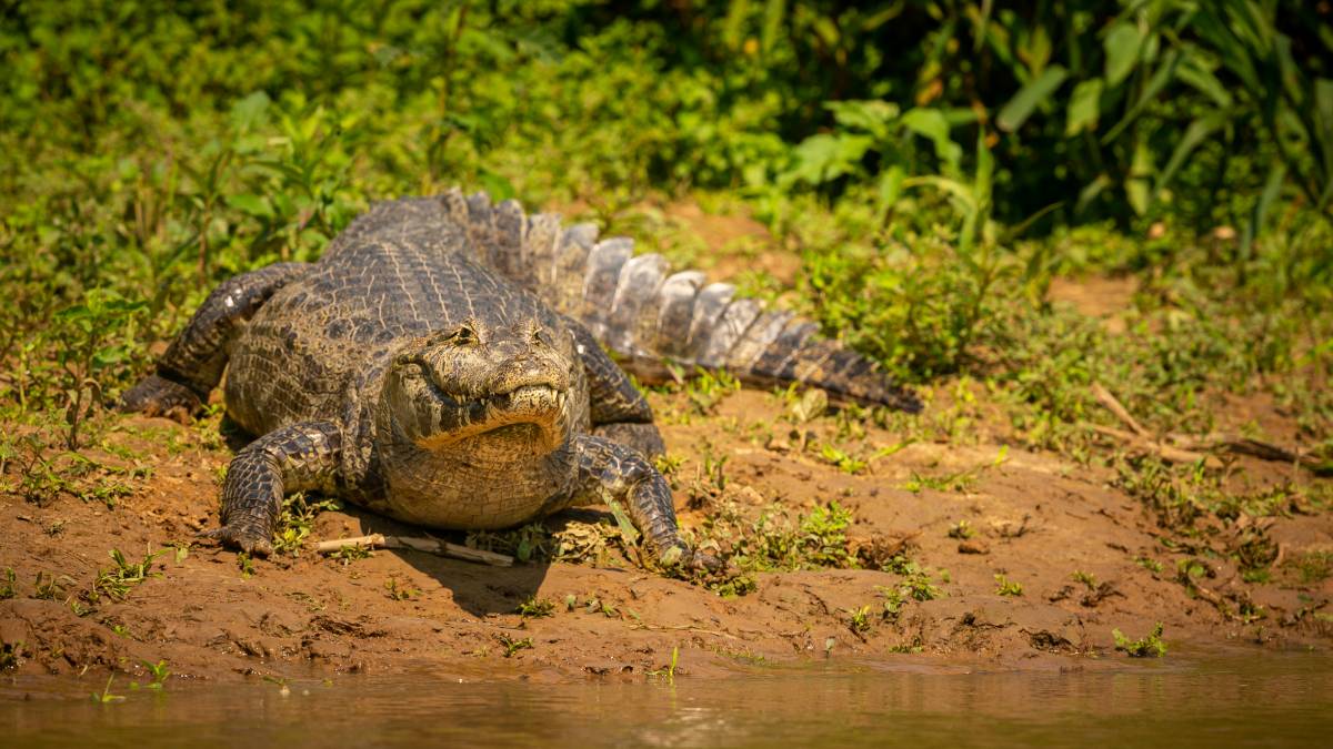 Jucelino era o nome do jacaré que inspirou o famoso post de 2014 e transformou a Lagoa da Pampulha em palco de uma lenda digital